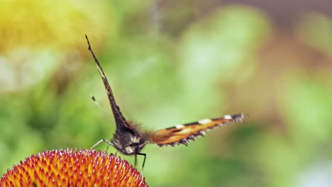 Extreme-Nahaufnahme-Makroaufnahme-Eines-Orangefarbenen-Kleinen-Schildpattschmetterlings,-Der-Nektar-Aus-Lila-Sonnenhut-Auf-Grünem-Hintergrund-Sammelt