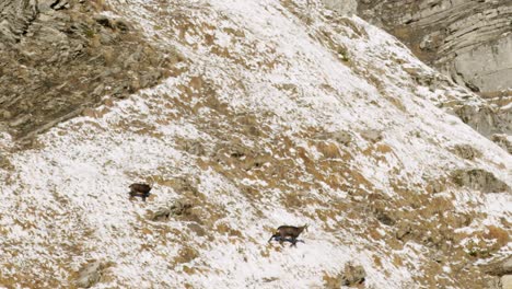 Dos-Gamuzas-Caminan-Por-Una-Ladera-Empinada-Y-Nevada-De-La-Montaña