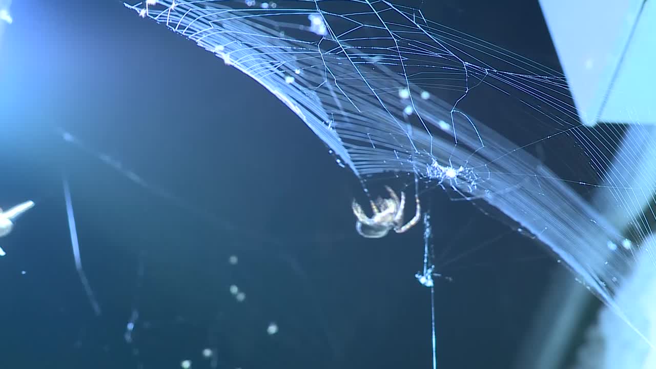 밤에 거미줄을 만드는 두 마리의 거미