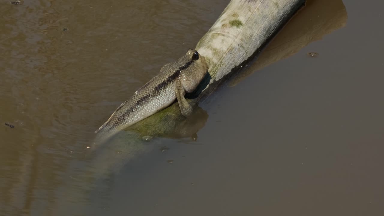 descansando en un bambú a la deriva mientras la cámara hace zoom, el periophthalmus chrysospilos con manchas doradas, tailandia