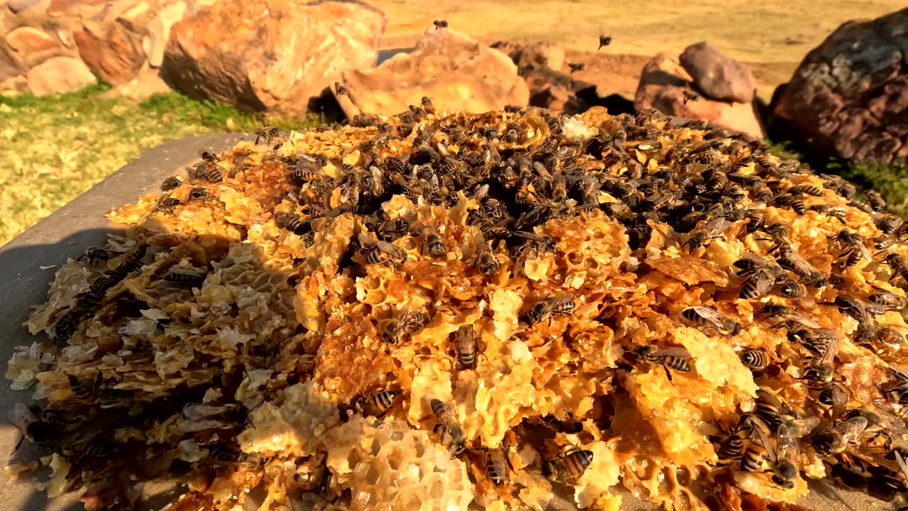 Wild honey bees crawling over wax cappings to clean them off, time-lapse