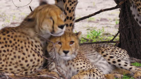 Portrait-of-Cheetah-mother-and-cubs-lying-down-and-relaxing