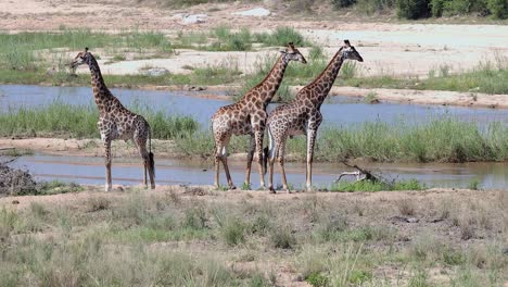 three healthy tall giraffes stand on riverside beach sand in kruger np