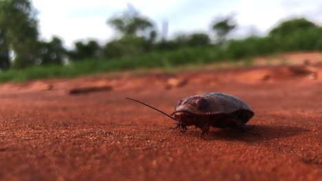 Cucaracha-Salvaje-En-Un-Camino-De-Grava-Y-Barro