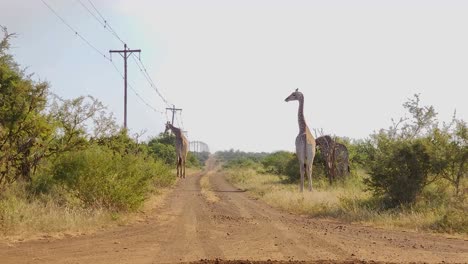 Südafrikanische-Giraffen-Grasen-Entlang-Einer-Unbefestigten-Straße