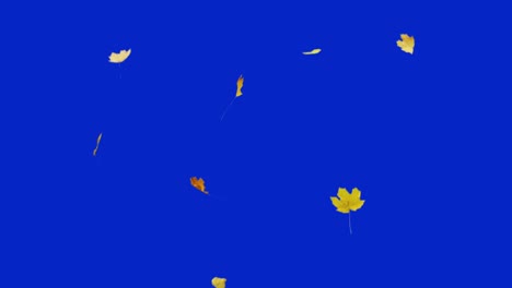 hojas de otoño que caen