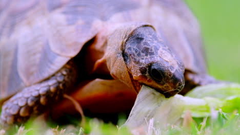 angulate tortoise eating piece of lettuce on grass, low angle frontal close-up