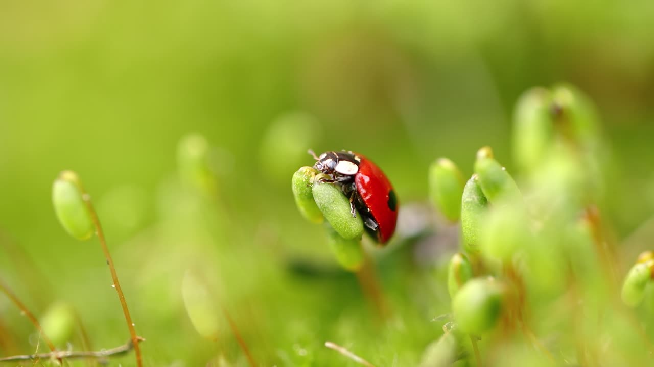 Close-up wildlife of a ladybug in the green grass in the forest