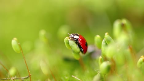 Close-up-wildlife-of-a-ladybug-in-the-green-grass-in-the-forest