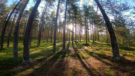 a walk through a magical pine forest in the north