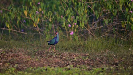 Grey-hooded-Swamphen--feeding--in-wetland