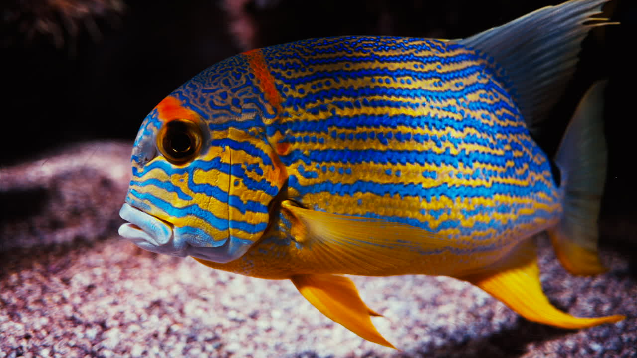 Close up of a sailfin snapper fish swimming near coral reefs