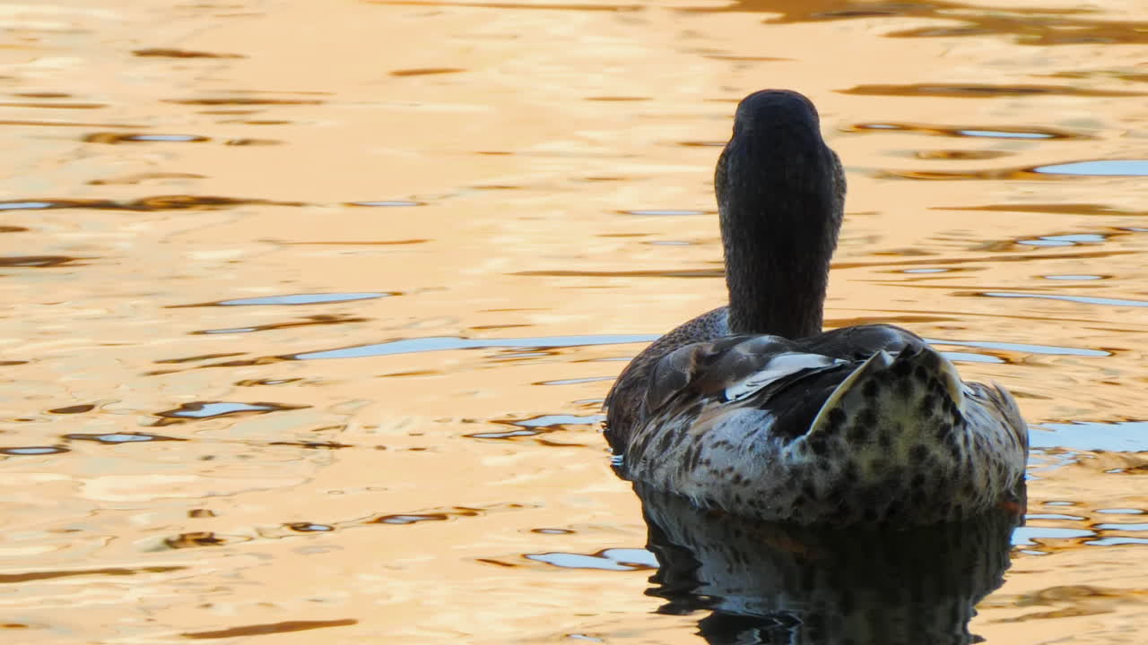 CLOSE UP Of A Beautiful Duck Resting In The Warm Sunlight At A Lake On A Lovely Summer day In Stockholm, Sweden. Filmed in SLOW MOTION.