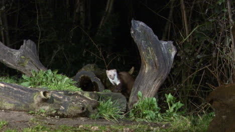 beech marten in search of food on a dead tree stump and jumps off, at night