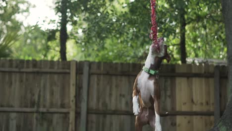 brown and white pitbull terrier mix chews on rope hanging from tree with wooden fence in background