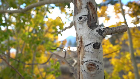 Primer-Plano-Del-Tronco-De-Un-árbol-De-álamo-Temblón-En-El-Bosque,-Colores-De-La-Temporada-De-Otoño-De-La-Campiña-Americana