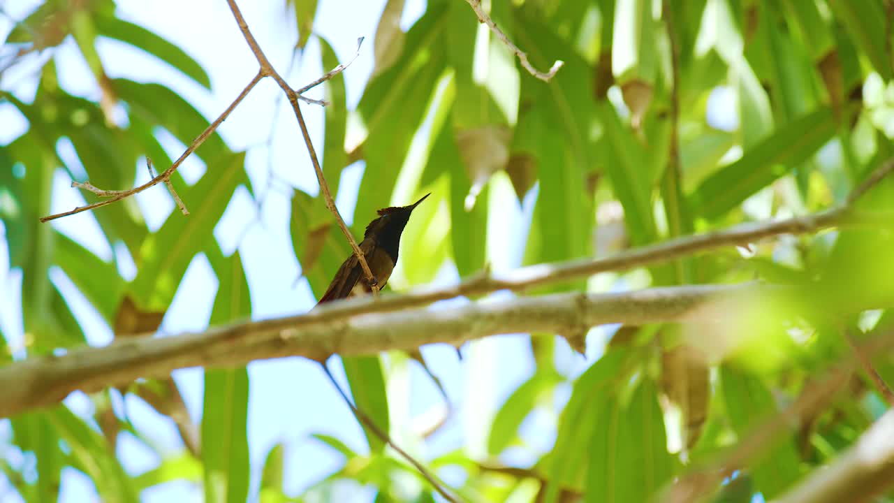 un pequeño y hermoso topas rubí colibri posado en una rama de un árbol en un día soleado - inclinarse hacia arriba