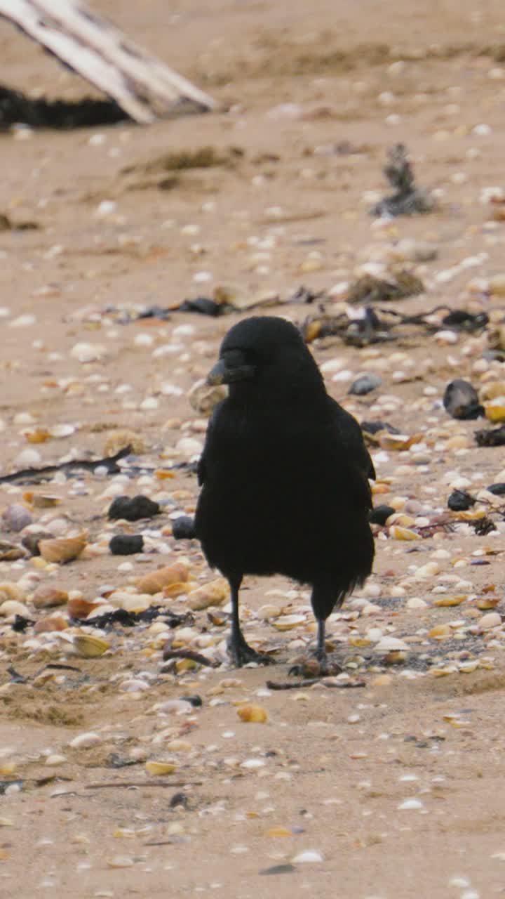 Vertical Video Crow Looking at Camera and Grazing Beach for Food. Wildlife Bird Clip
