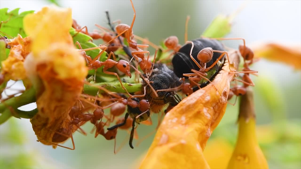 hormigas rojas comiendo una abeja viva mientras recolectaba néctar de estas flores amarillas