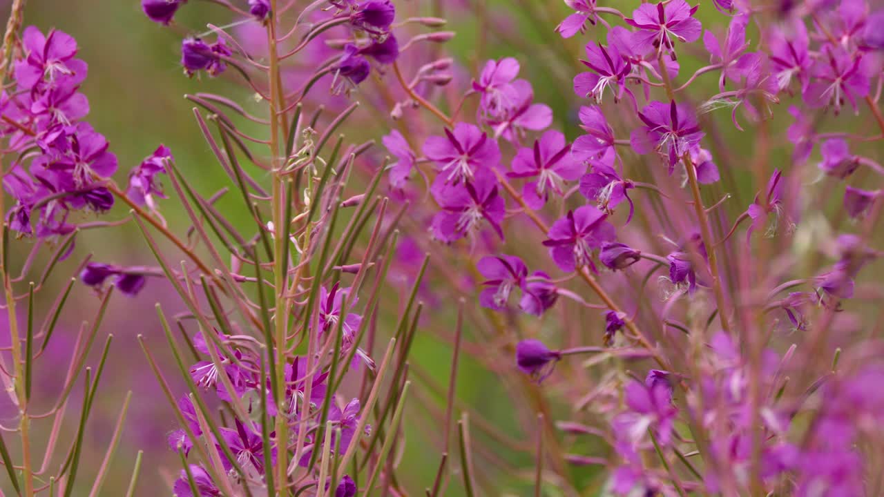 Macro view of vibrant fireweed flowers gently moving in soft natural daylight, shallow focus