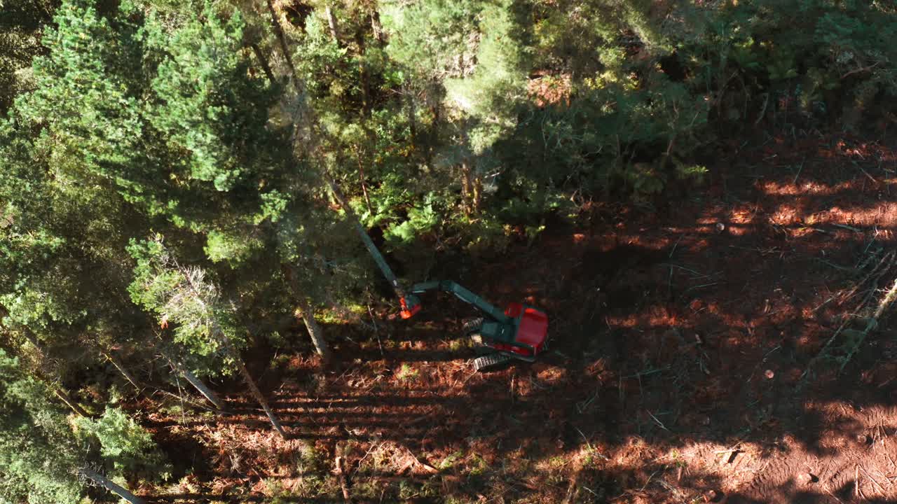 Pine tree going down by feller buncher on edge of clearcutting woodland plot, aerial