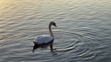 Cinematic-shot-of-a-single-White-swan-swimming-on-riverbank-during-beautiful-golden-sunset