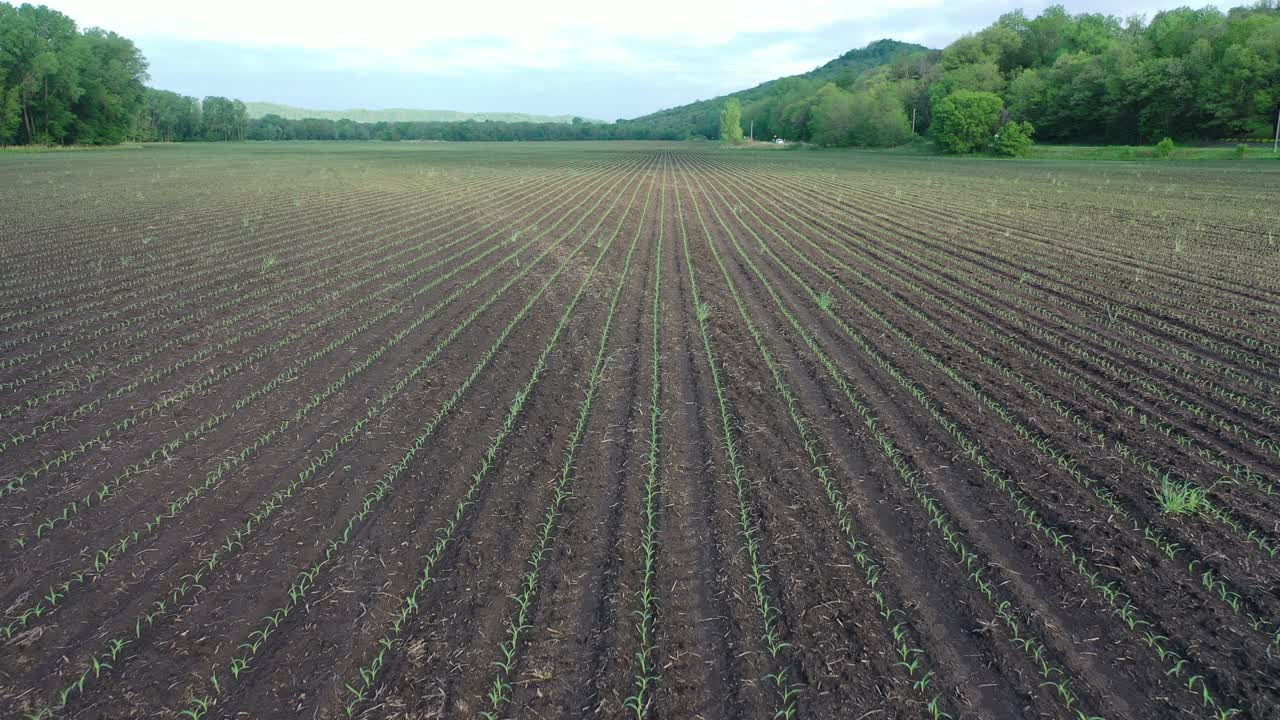 campo de maíz recién plantado