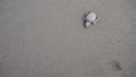 olive ridley sea baby turtle, lepidochelys olivacea, at the nesting beach of ostional wildlife refuge, guanacaste, costa rica