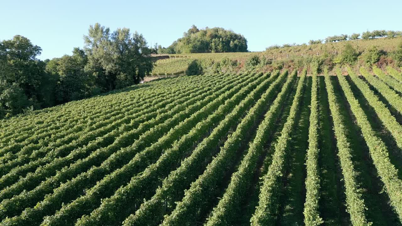 Flying Low Over Agriculture Meadows Of Italian Green Vineyards