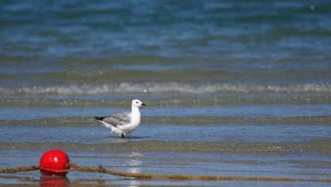 seagull walking from left to right along a sandy beach in search of food, with ocean on background. red floating buoy on the beach. cape town wc south africa