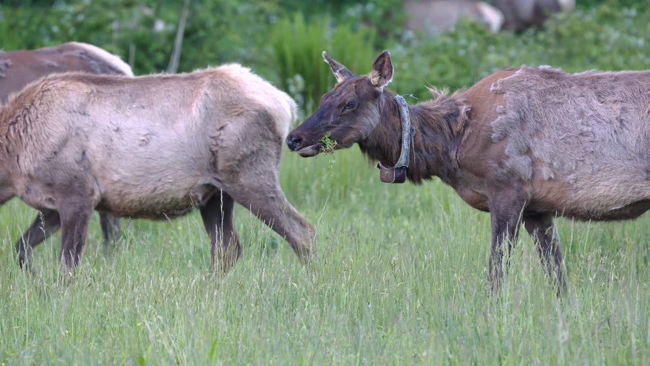 Gruppe elg i Cataloochee Valley, Nord-Carolina.