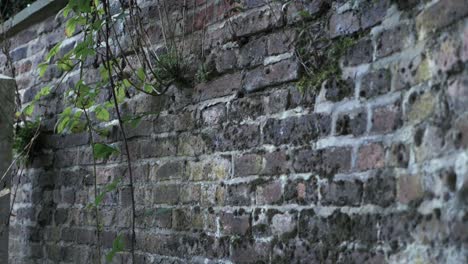 old overgrown grunge brick wall panning shot