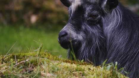 profile of a gray goat chewing some food