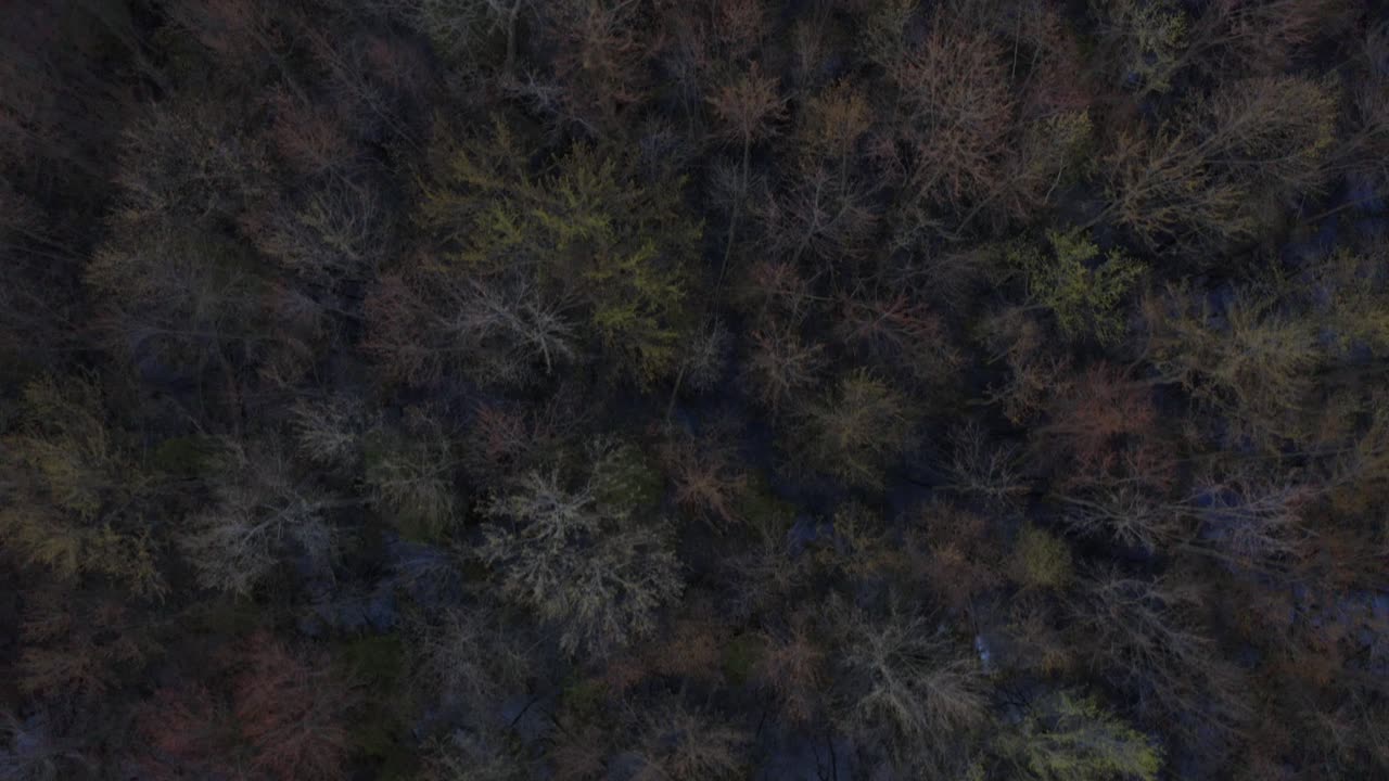 Una ripresa aerea dall'alto di una foresta paludosa nell'Ontario meridionale. Perfetta per una sequenza di titoli di apertura.
