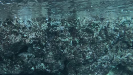 una tortuga marina nada a través de aguas azul turquesa - bajo el agua