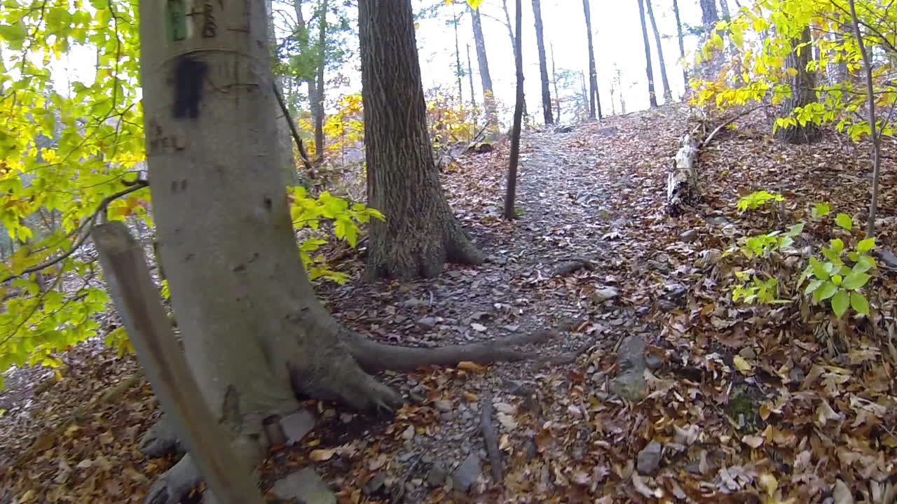 Steadicam point-of-view shot moves through forest trail past trees painted with trail markers