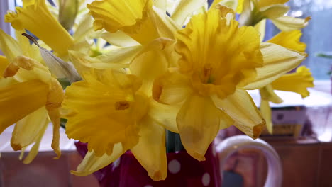 close up of daffodils trumpets and stamens