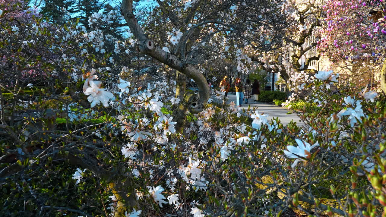 New York, USA, 8 aprile 2026: Persone che camminano tra magnolie in fiore in un giardino primaverile. Pedoni che passeggiano su un sentiero dietro i fiori di magnolia stellata bianca nel Giardino Botanico di New York.