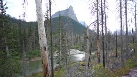 View-of-St-Mary-river-through-burn-scar-trees-with-hills-and-mountains-in-the-background,-static