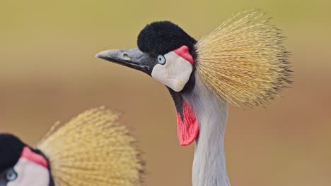 Close-up-detail-shot-of-Grey-Crowned-Cranes-feathers-and-beautiful-exotic-bright-colours-African-Wildlife-in-Maasai-Mara-National-Reserve,-Kenya,-Africa-Safari-Animals-in-Masai-Mara-North-Conservancy