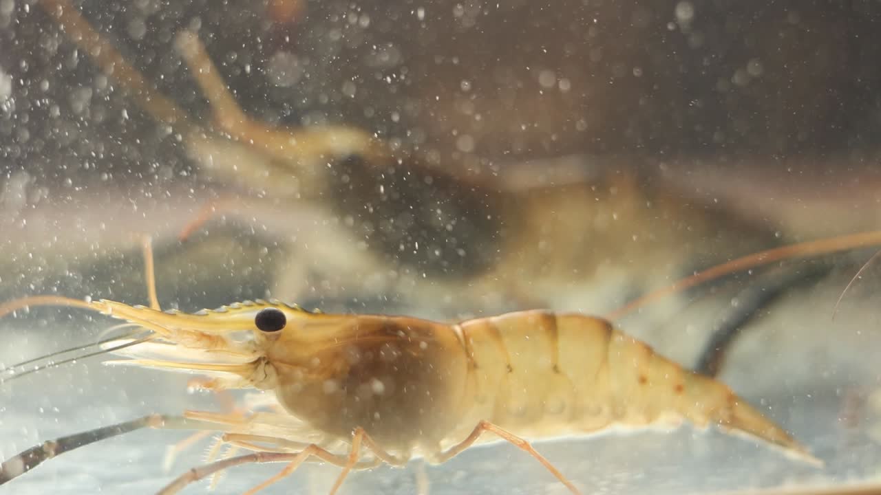 수족관에 있는 새우