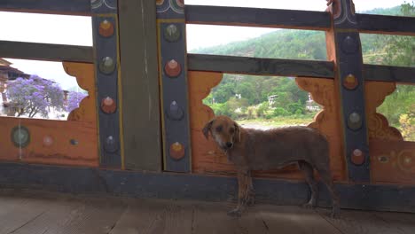 a homeless stray dog looking for some medical treatment, walking on the bridge at punakha bhutan