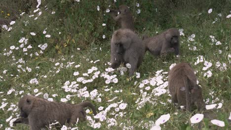 a troop of baboons is feeding on white morning glory flowers in tanzania, east africa