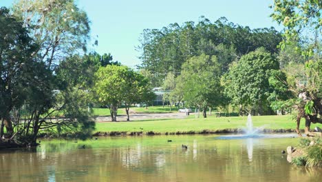 pan right of large group of white ibis birds all together on an island nest in nature surrounding a lake on a sunny day with a fountain