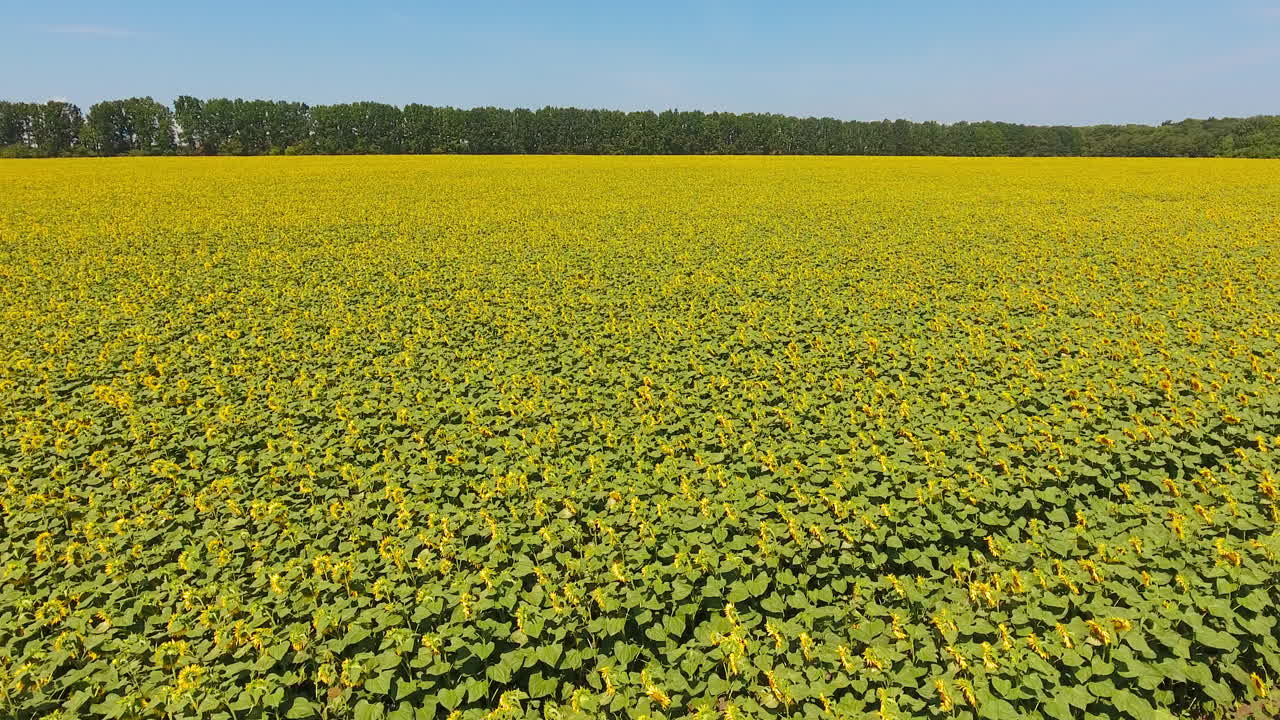 Bright sunflower field on sunny summer day. Flying quickly over the seed flower plantation. Blue sky background.