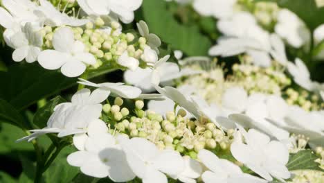 bush guelder rose viburnum tinus sunny day 4k