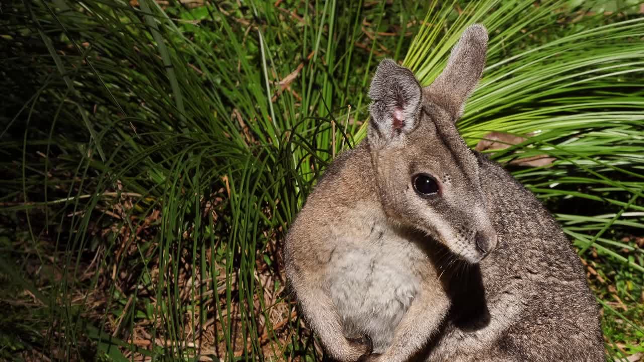 cerca de un wallaby en australia