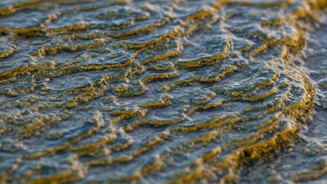 capturing the intricate patterns of algal growth in shallow waters: a detailed examination of natural textures and colors in an aquatic environment
