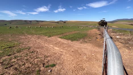 sheep grazing in the field