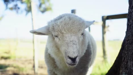 Sheep-chewing-and-ruminating-outdoors